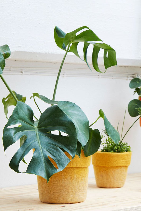 Blooms Without Drains: Mastering the Art of Pots with No Drainage