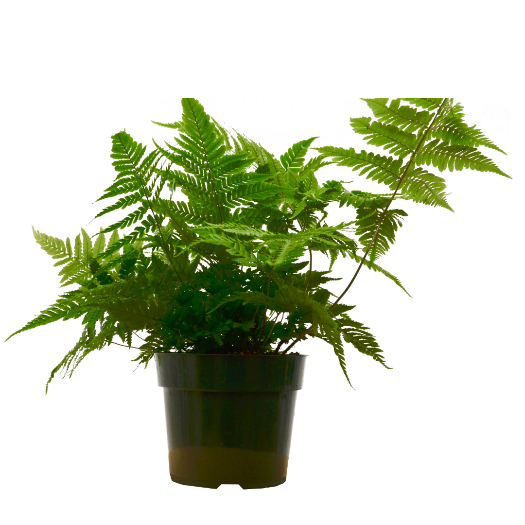'Autumn' Fern - 6" Pot - NURSERY POT ONLY