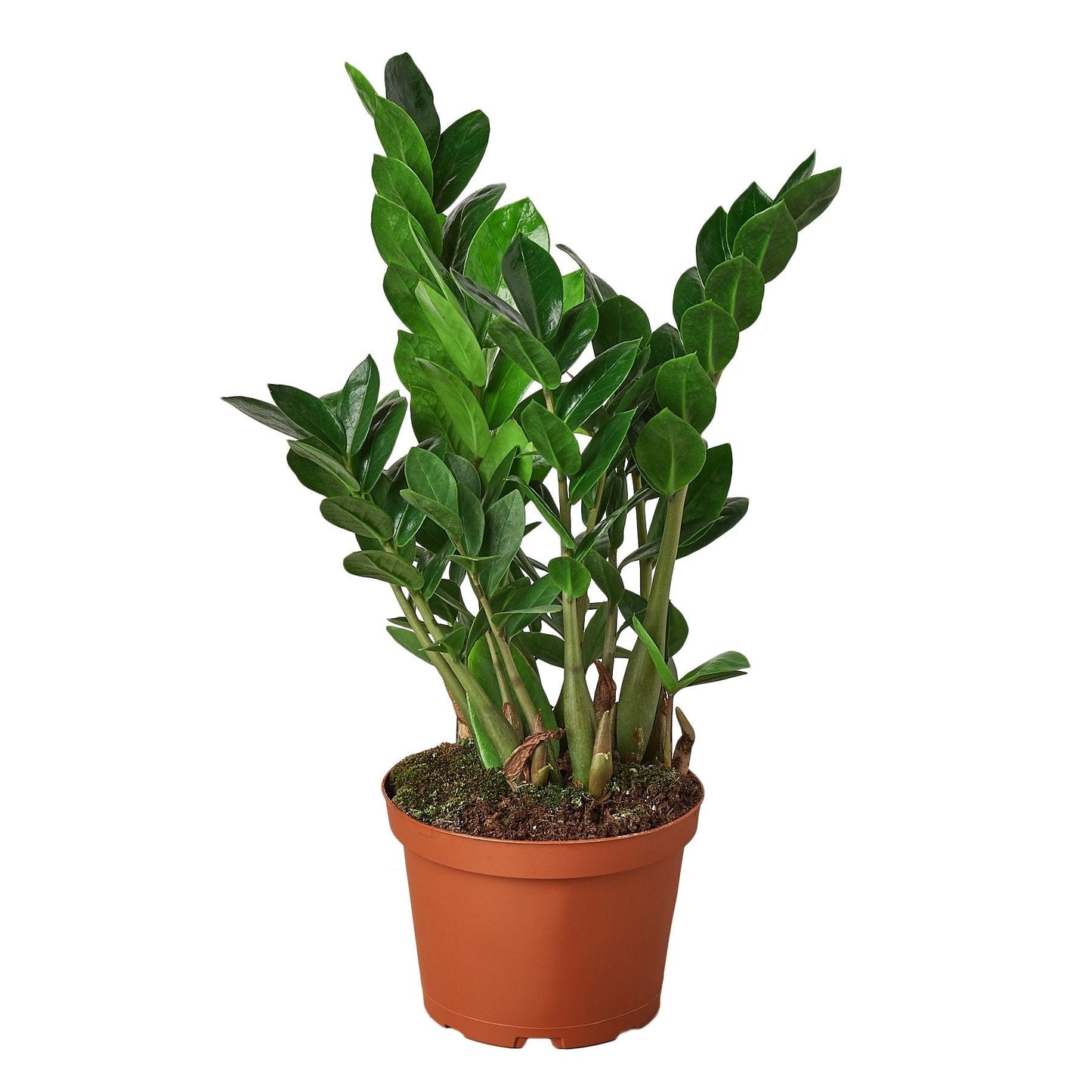 Zamioculcas Zamiifolia ZZ - 6" Pot - NURSERY POT ONLY
