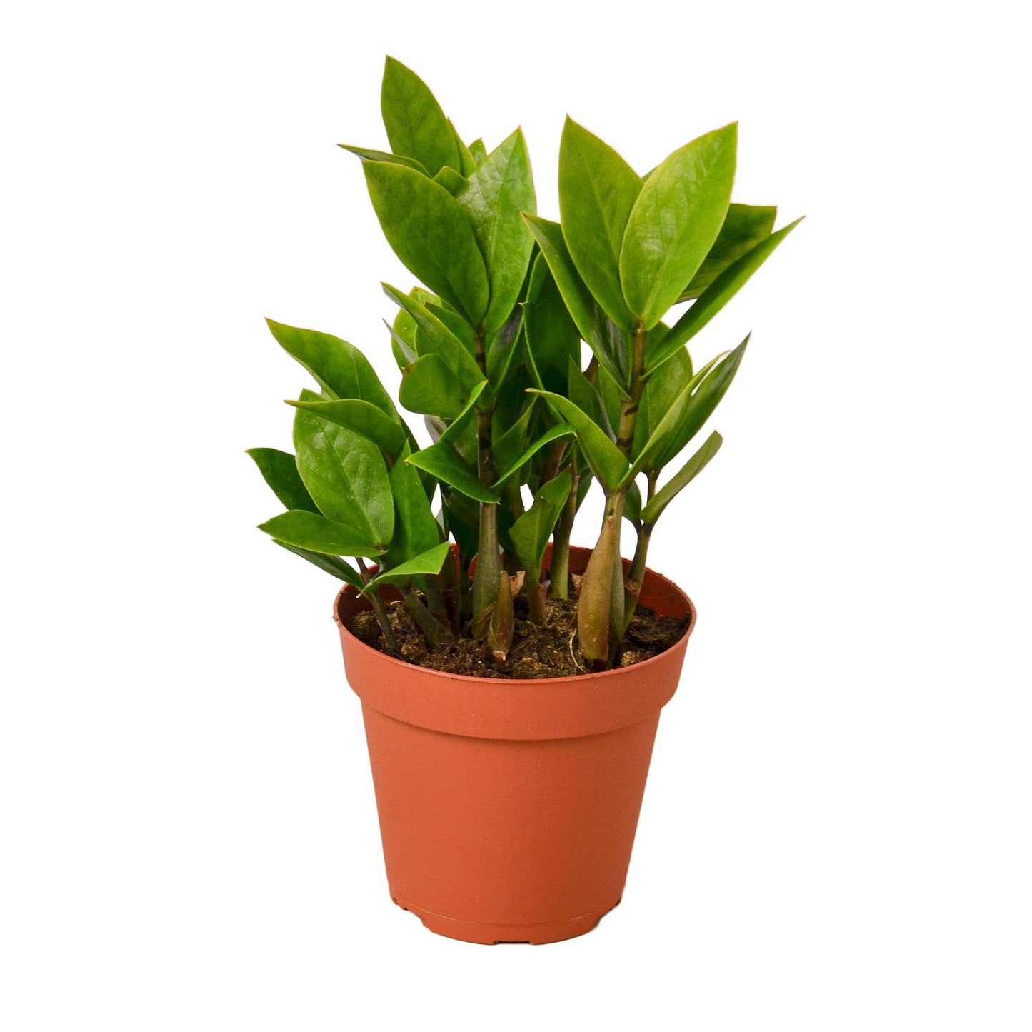 Zamioculcas Zamiifolia ZZ - 4" Pot - NURSERY POT ONLY