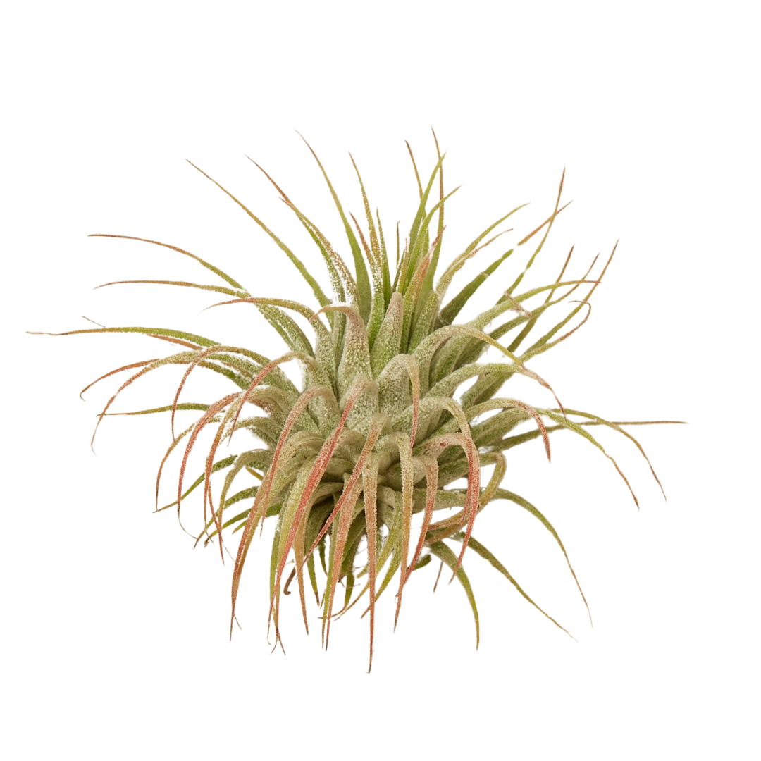 Tillandsia Air Plant Ionantha w/ Fertilizer