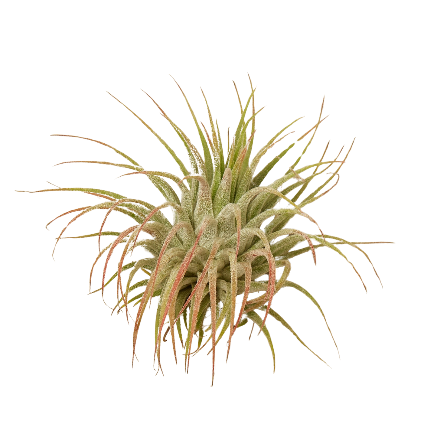 Tillandsia Air Plant Ionantha w/ Fertilizer