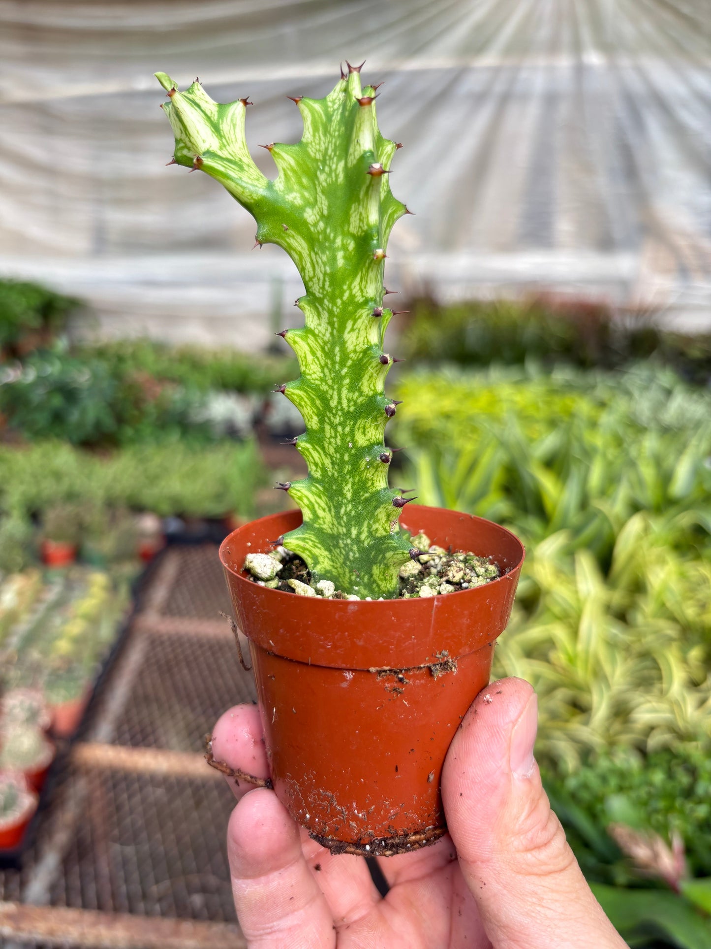 Euphorbia 'Mint Cream'