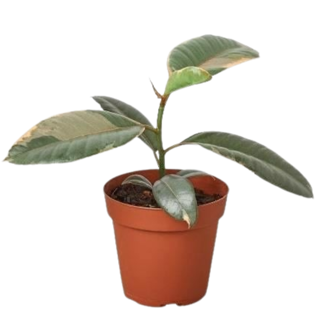 Ficus Elastica 'Ruby Pink' - 4" Pot - NURSERY POT ONLY
