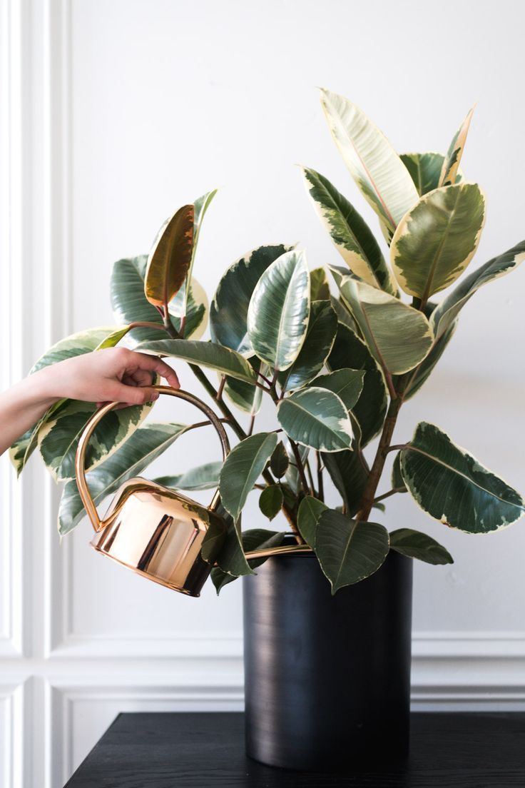 Nourishing Nature: DIY Natural Plant Fertilizers for Thriving Plants