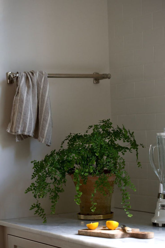 Thriving in the Shadows: 10 Gorgeous Houseplants That Flourish in Low-Light Spaces