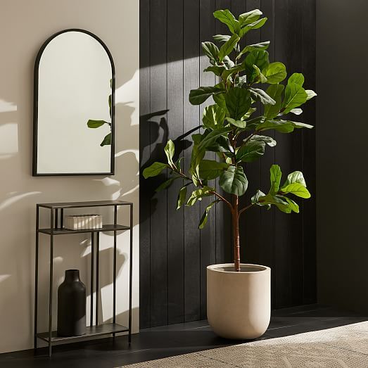 Unlocking the Secrets of the Fiddle Leaf Fig: A Guide to Growing and Caring for this Stylish Houseplants