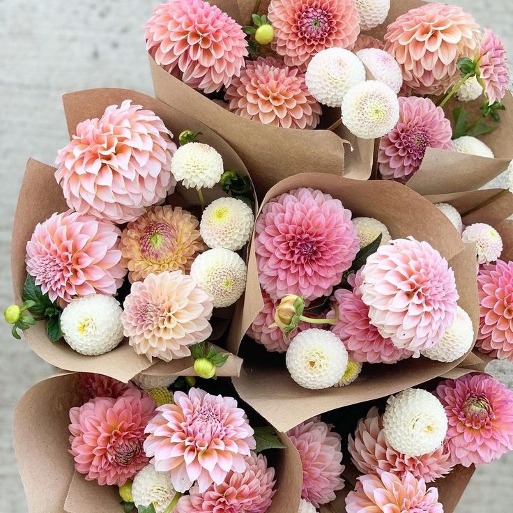 Flower Feature- The Dazzling Dahlia: A Flourishing Feast for the Eyes