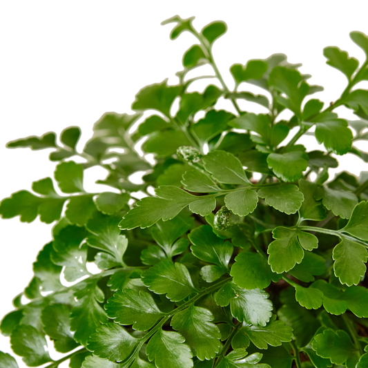Austral Gem Fern - 6" Pot - NURSERY POT ONLY