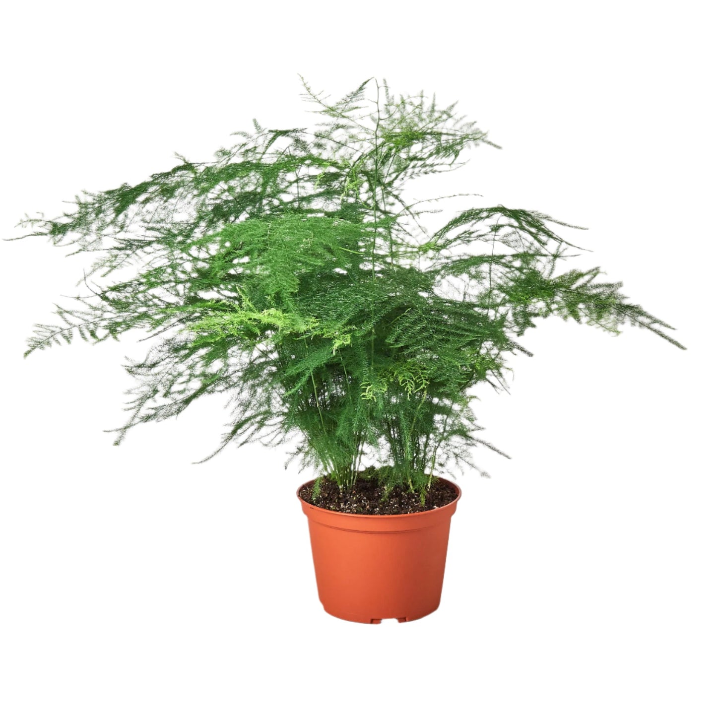 Fern 'Asparagus'