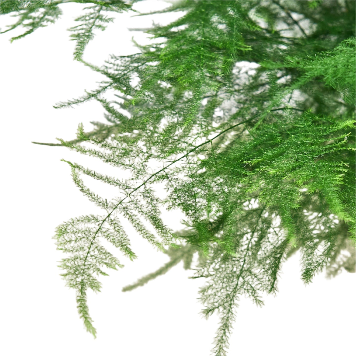 Fern 'Asparagus'