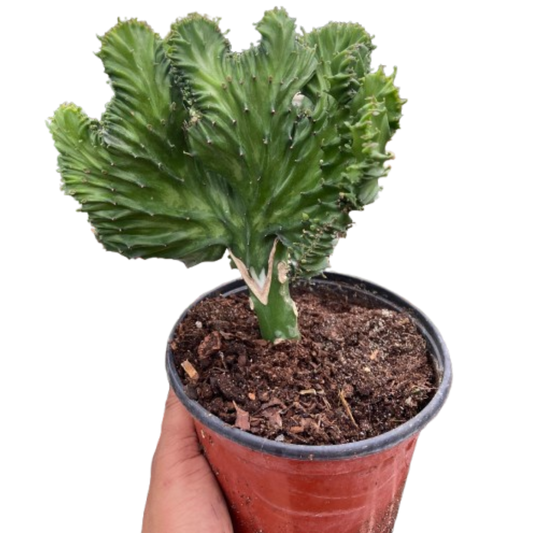 Succulent Euphorbia Lactea Mermaid Tail