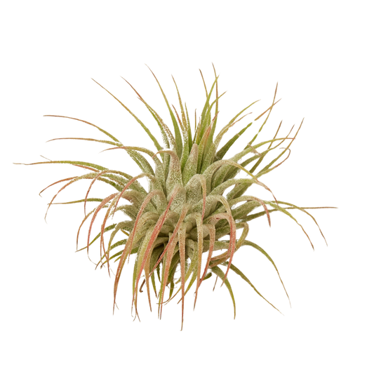 Tillandsia Air Plant Ionantha w/ Fertilizer