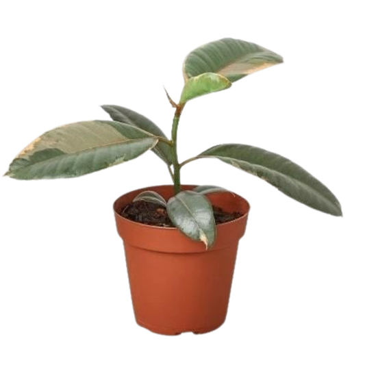 Ficus Elastica 'Ruby Pink' - 4" Pot - NURSERY POT ONLY