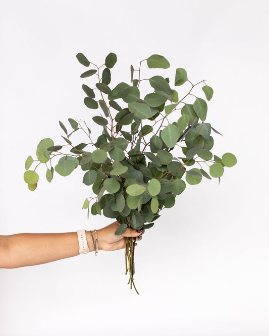 Silver Dollar Eucalyptus Bouquet
